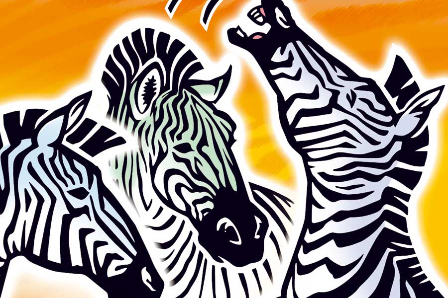 Zebra - Ausschnitt des Titels des Kartenspiels - Foto von Amigo Spiele